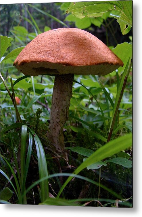 Mushroom Metal Print featuring the photograph FUNGUS unamed by William OBrien