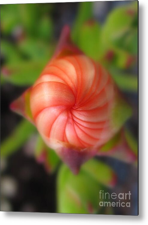 Flower Metal Print featuring the photograph Gentle by Holy Hands