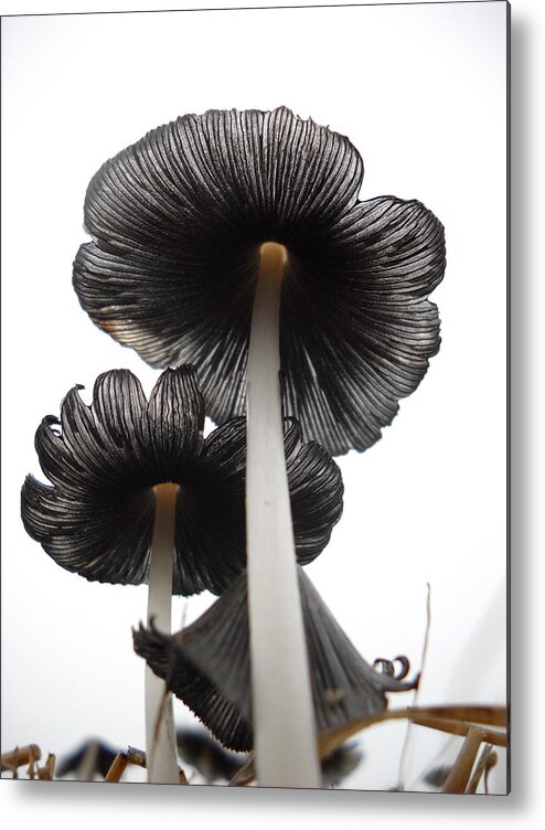 Mushrooms Metal Print featuring the photograph Giant Mushrooms in the Sky by Kent Lorentzen
