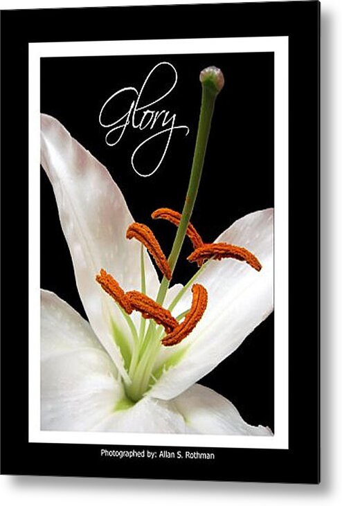 Lily Metal Print featuring the photograph Glory by Allan Rothman
