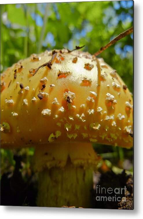 Toadstool Metal Print featuring the photograph Gnome Home by KD Johnson