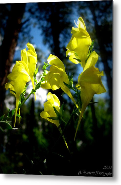 Golden Columbine Metal Print featuring the photograph Golden Columbines and Blue Skies by Aaron Burrows