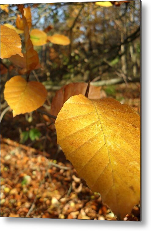 All Metal Print featuring the photograph Golden Leaves by Michael Standen Smith