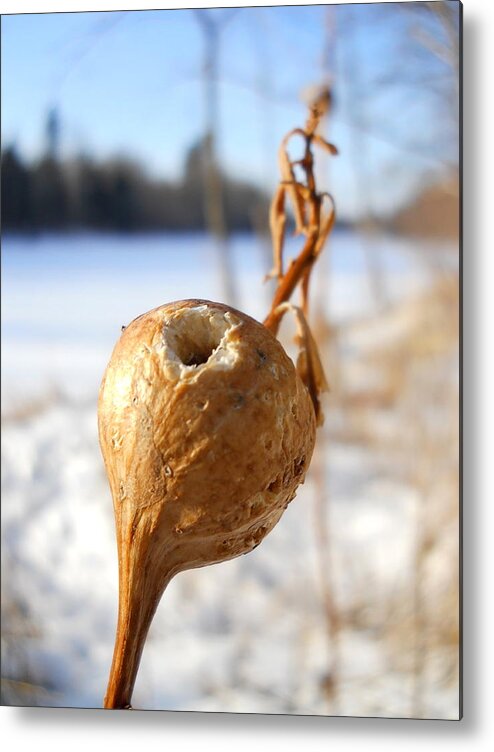 Close Up Metal Print featuring the photograph Goldenrod Gall Hole by Kent Lorentzen