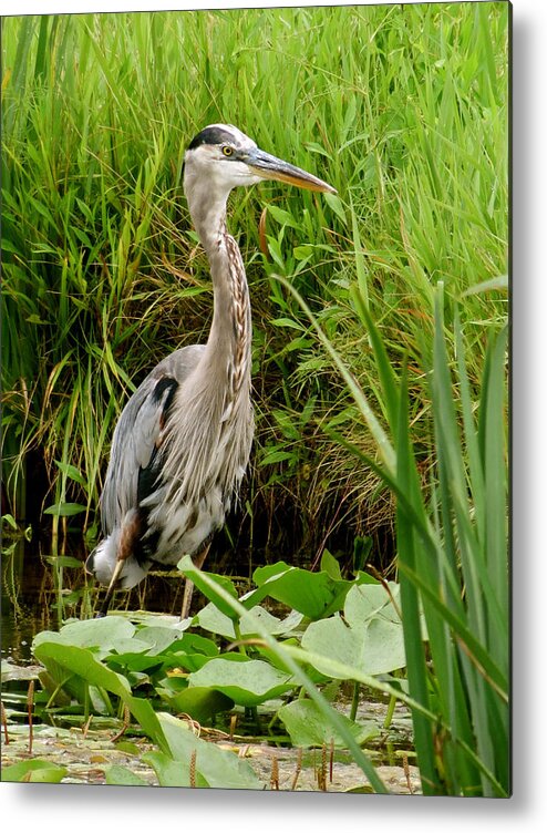 Heron Metal Print featuring the photograph Great Blue Heron Walking by Azthet Photography