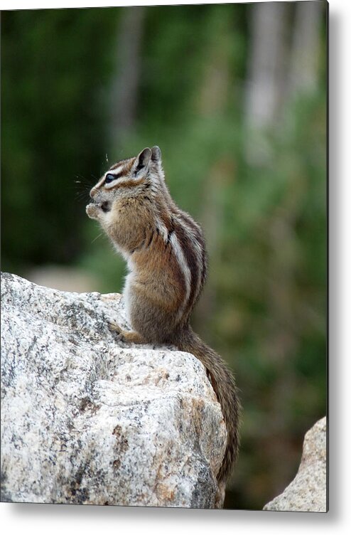 Chipmunk Metal Print featuring the photograph Having a Snack by Terry Eve Tanner