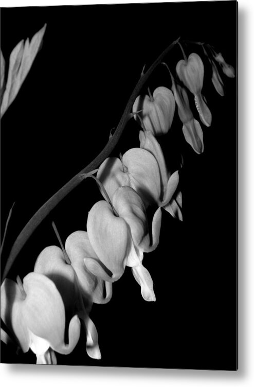 Cherry Blossoms Metal Print featuring the photograph Hearts In Line by Kim Galluzzo