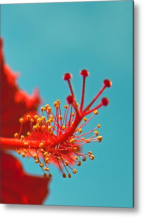 Hibiscus Metal Print featuring the photograph Hibiscus by Jocelyn Kahawai