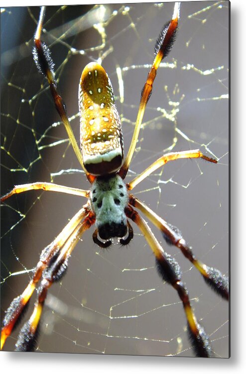 Spiders Metal Print featuring the photograph Invitation To Dinner by Karen Wiles