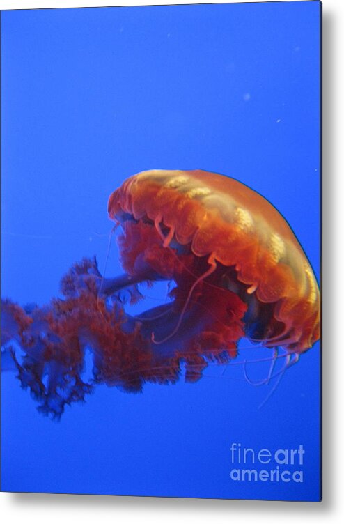 Sea Life Metal Print featuring the photograph Jelly by Mark Messenger
