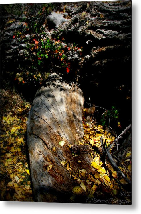 Prescott National Forest Metal Print featuring the photograph Leaves Around the Tree Trunks by Aaron Burrows