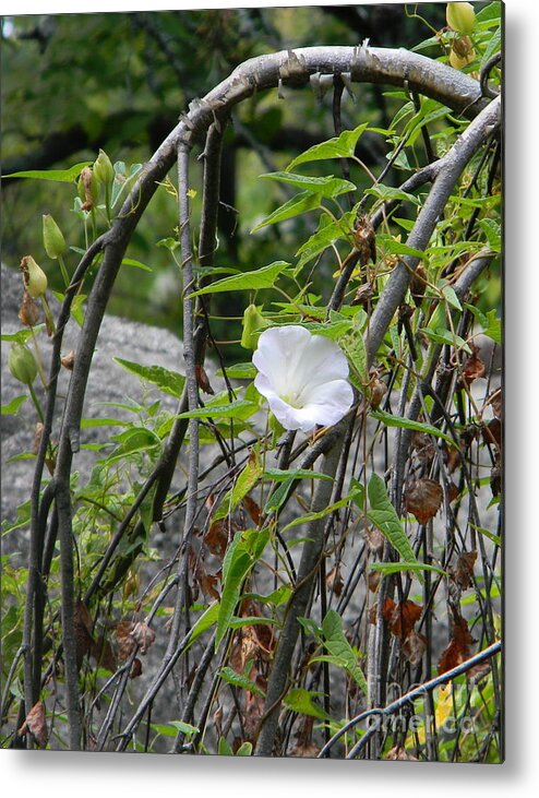 Flower Metal Print featuring the photograph Lone Flower by Cat Rondeau