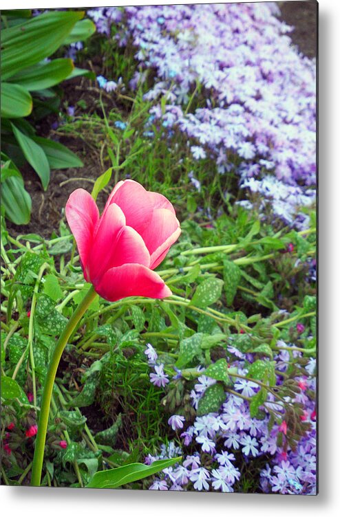 Pink Tulip Metal Print featuring the photograph Lonely Tulip Hope Bay Campground by Cyryn Fyrcyd