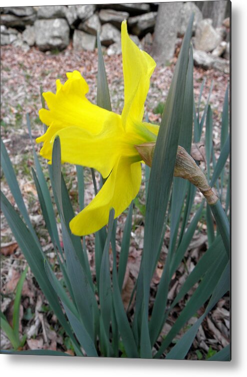 Daffodil Metal Print featuring the photograph Long Trumpet Daff by Kim Galluzzo