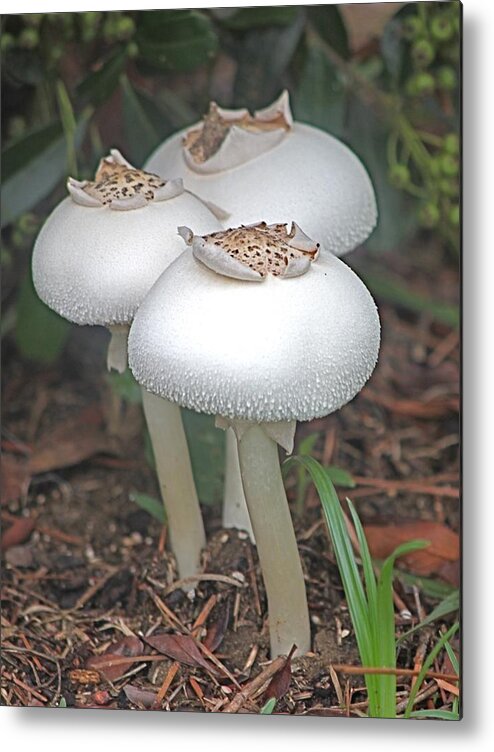 Mushrooms Metal Print featuring the photograph Lovely Trio by Jeanne Juhos