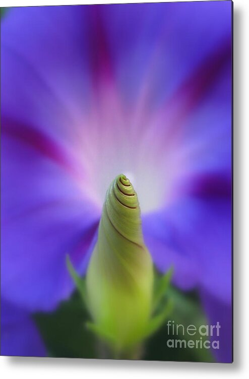 Flower Metal Print featuring the photograph Magical Photography by Holy Hands