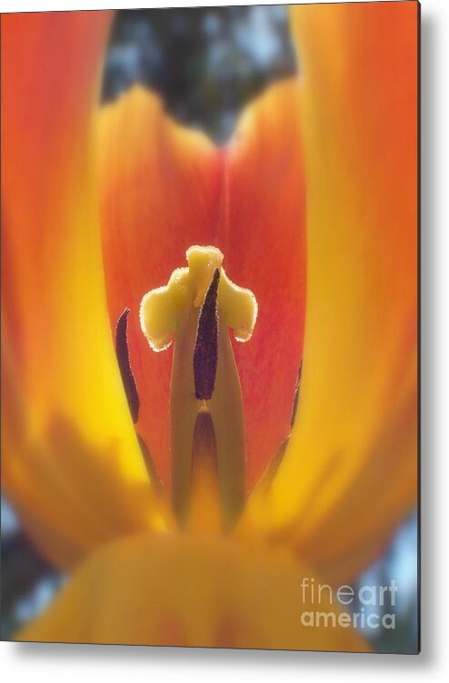 Flower Metal Print featuring the photograph Magnificent Photography by Tina Marie