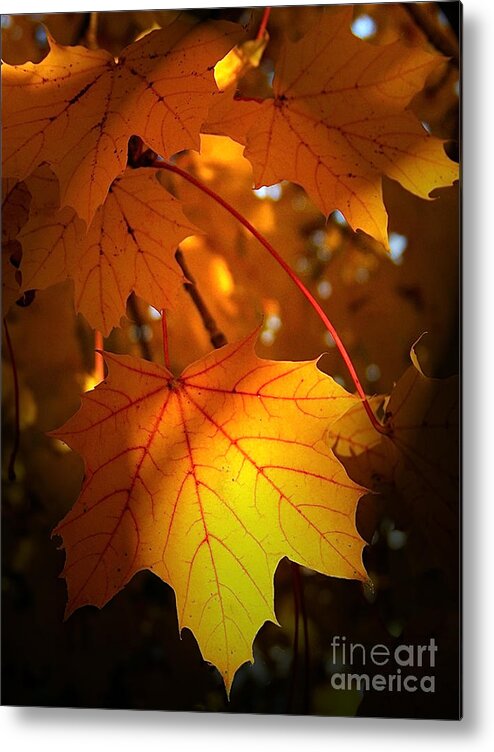 Color Photography Metal Print featuring the photograph Maple At First Light by Sue Stefanowicz