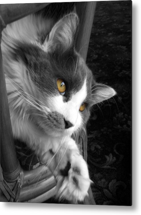 Cat Photograph Metal Print featuring the photograph Misty by Ann Bridges