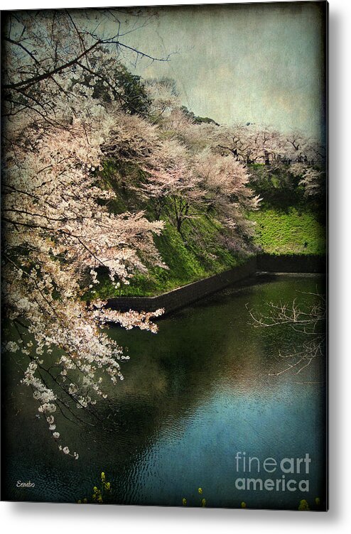Sakura Metal Print featuring the photograph My Spring by Eena Bo