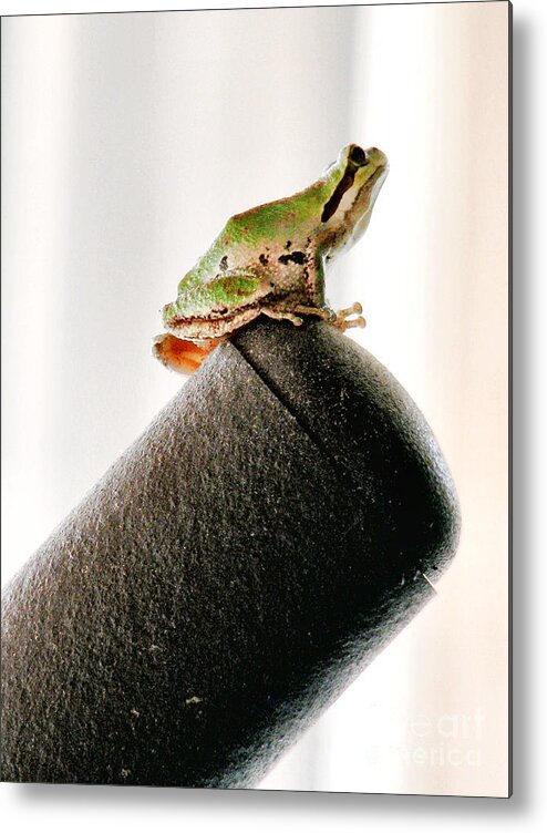 Frog Metal Print featuring the photograph Now What? by Rory Siegel