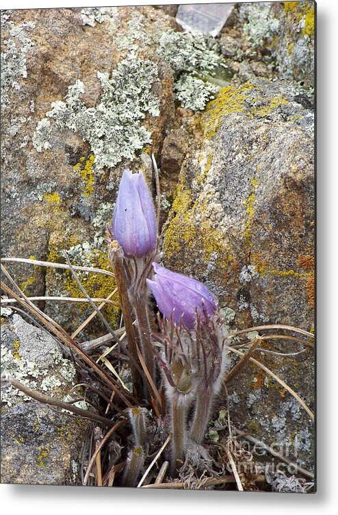 Pasque Flowers Metal Print featuring the photograph Pasque Flowers by Dorrene BrownButterfield