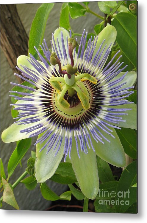 Flower Metal Print featuring the photograph Passionate by Holy Hands