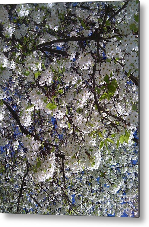 Pear Tree Metal Print featuring the photograph Pear Tree Blossoms by Barbara Plattenburg