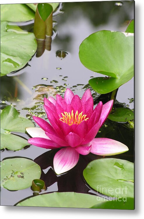 Lily Metal Print featuring the photograph Pink Lily Flower by Diane Lesser