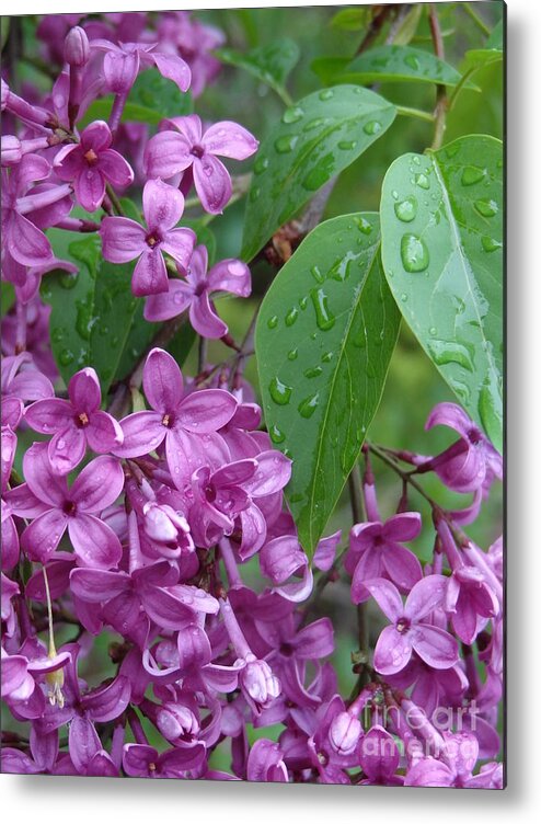 Purple Lilac Metal Print featuring the photograph Purple Lilac by Laurel Best