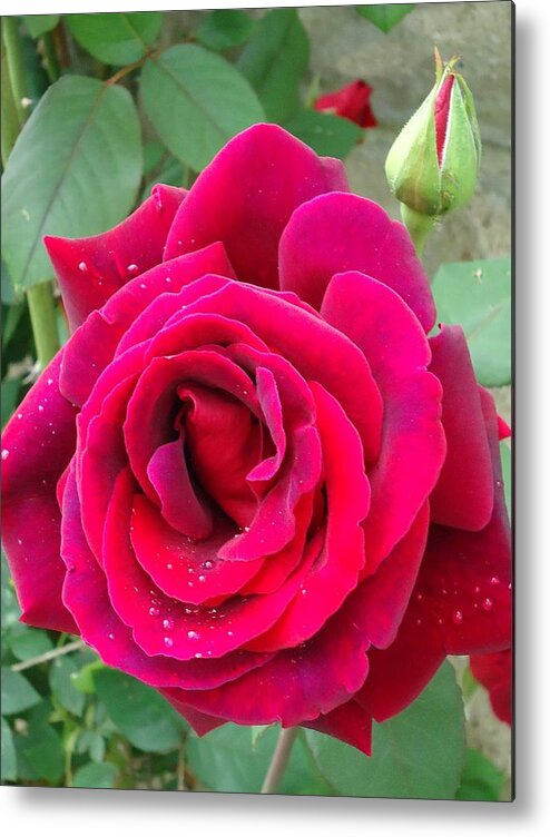 Roses Metal Print featuring the photograph Rain drop Rose by Leslie Manley