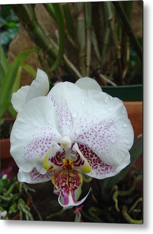 Rain Metal Print featuring the photograph Rain Drops on Orchid by Charles and Melisa Morrison