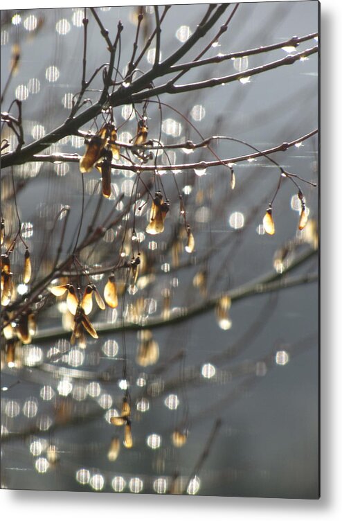 Leaves Metal Print featuring the photograph Raindrops And Leaves by KATIE Vigil
