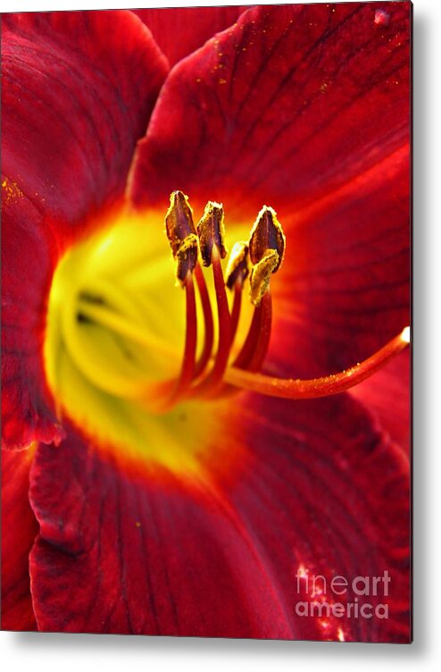 Red Lily Center 3 Metal Print featuring the photograph Red Lily Center 3 by Sarah Loft
