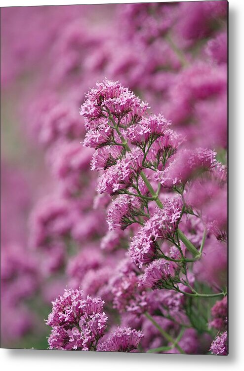Centranthus Ruber Metal Print featuring the photograph Red Valerian (centranthus Ruber) by Adrian Bicker