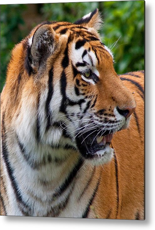 Siberian Metal Print featuring the photograph Siberian Tiger by Cindy Haggerty