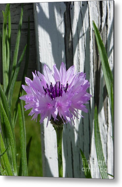 Flower Metal Print featuring the photograph Something Old and Something New by KD Johnson