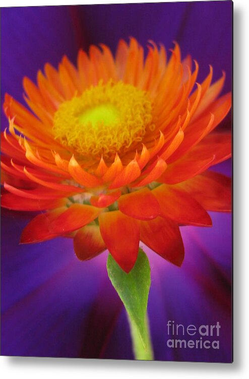 Flower Metal Print featuring the photograph Spectacular Photography by Holy Hands