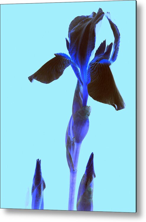 Iris Metal Print featuring the photograph Spring Abstract by Kim Galluzzo