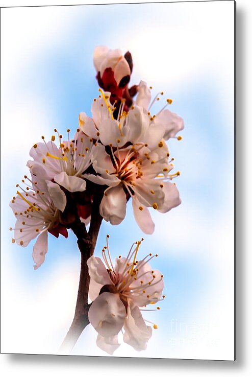 Flowers Metal Print featuring the photograph Spring Time by Robert Bales