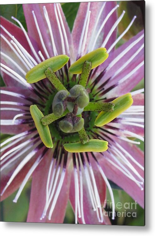 Flower Metal Print featuring the photograph Symbolic by Holy Hands