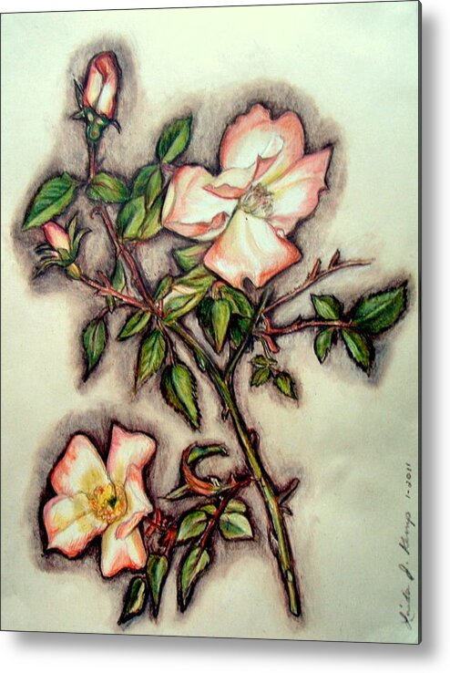 Wild Rose Metal Print featuring the drawing The Wild Rose by Linda Nielsen