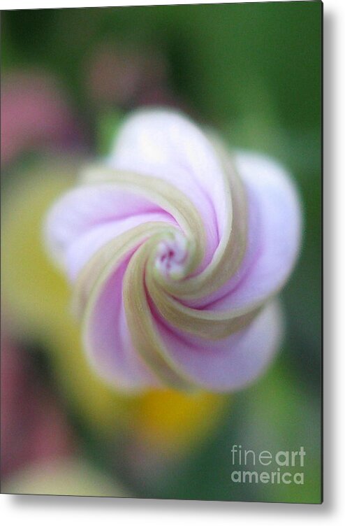 Flower Metal Print featuring the photograph Tranquil Photography by Holy Hands