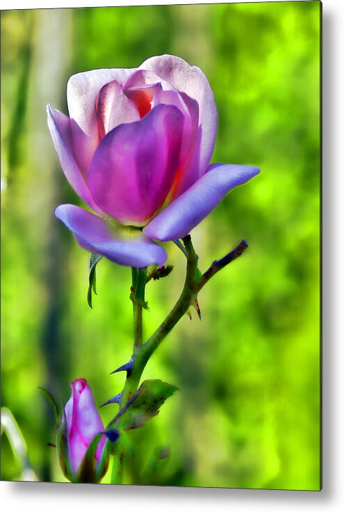 Tree Metal Print featuring the photograph Tree Rose by Bill Barber