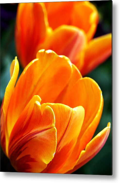Tulips Metal Print featuring the photograph Tulips on Fire by John and Julie Black