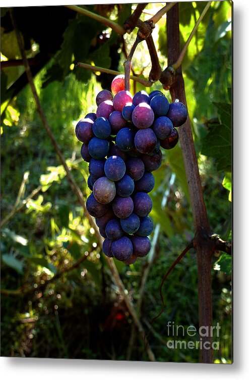 North California Metal Print featuring the photograph Vineyard 31 by Xueling Zou