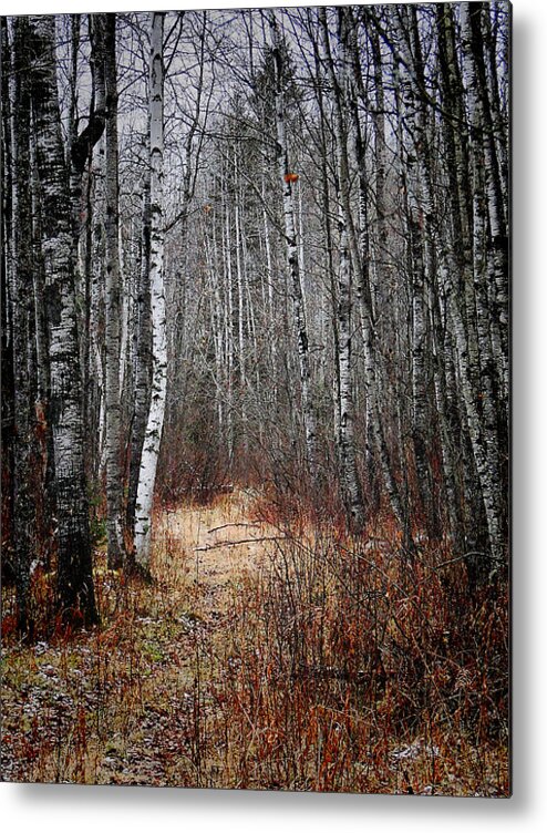 Trees Metal Print featuring the photograph Walk in the Forest by Blair Wainman