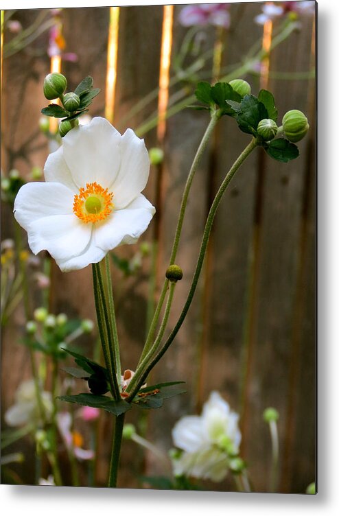 Flowers Metal Print featuring the photograph White Bloom by Azthet Photography
