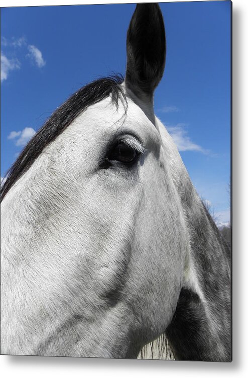 Horse Metal Print featuring the photograph You Lookin At Me by Kim Galluzzo