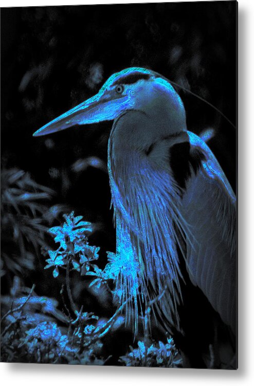 Bird Metal Print featuring the photograph Blue Heron #1 by Lori Seaman